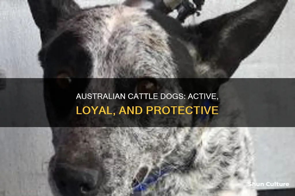 what are australian cattle dogs like
