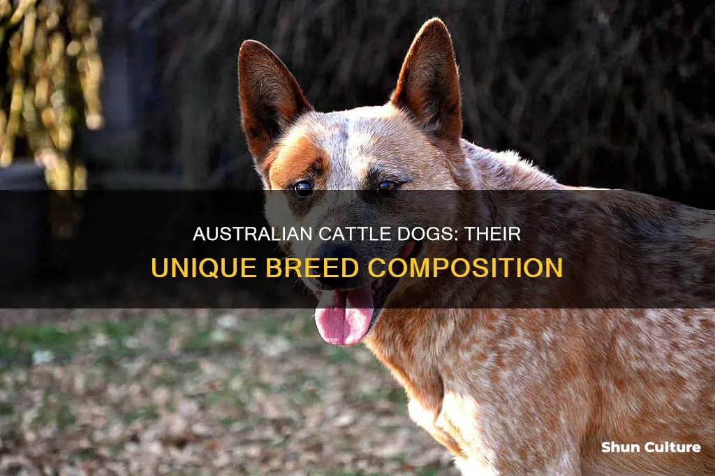 what are australian cattle dogs made of