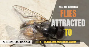 Australian Flies: What Attracts Them?