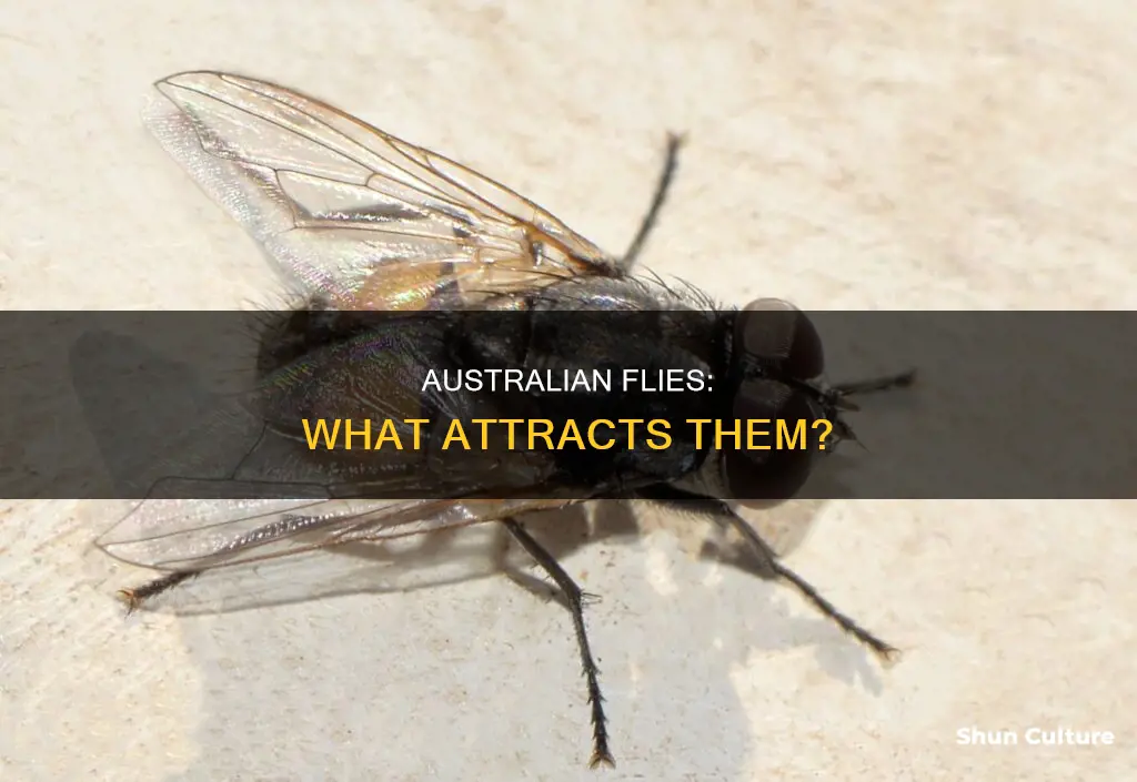 what are australian flies attracted to