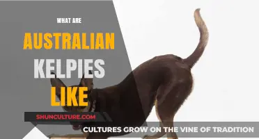 Australian Kelpies: Active, Energetic, and Loyal Companions