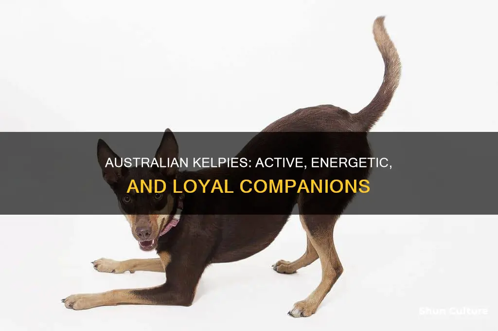 what are australian kelpies like
