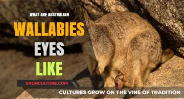 Wallaby Vision: Unique Australian Eyesight