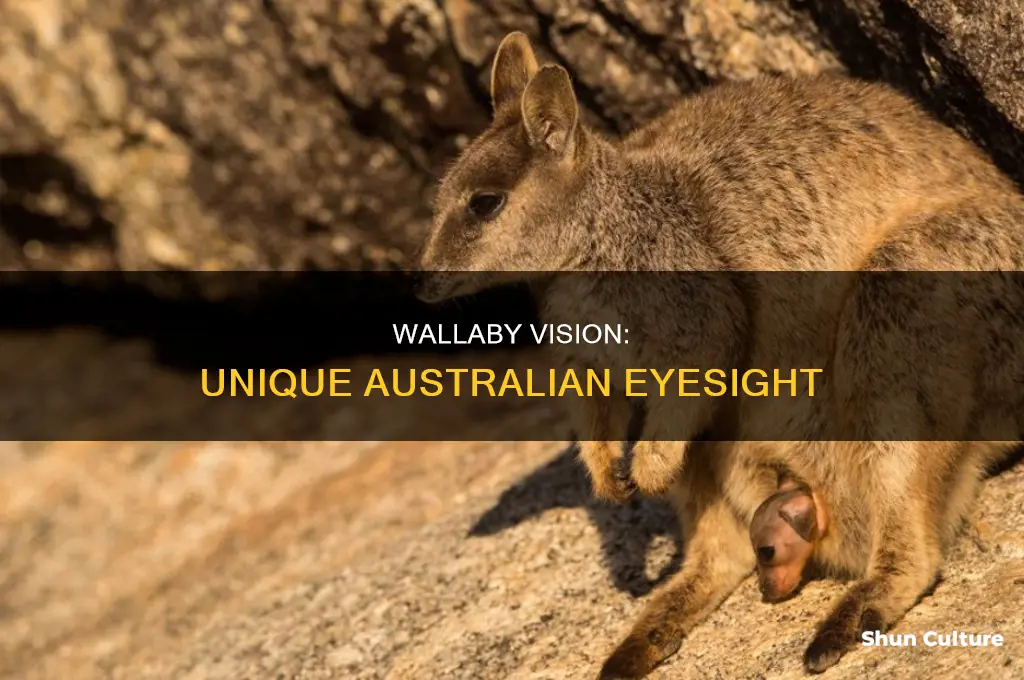 what are australian wallabies eyes like
