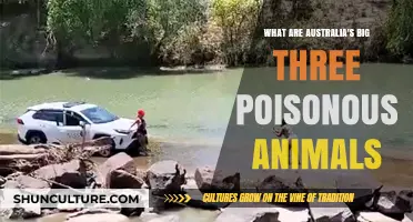 Deadly Australian Animals: The Big Three