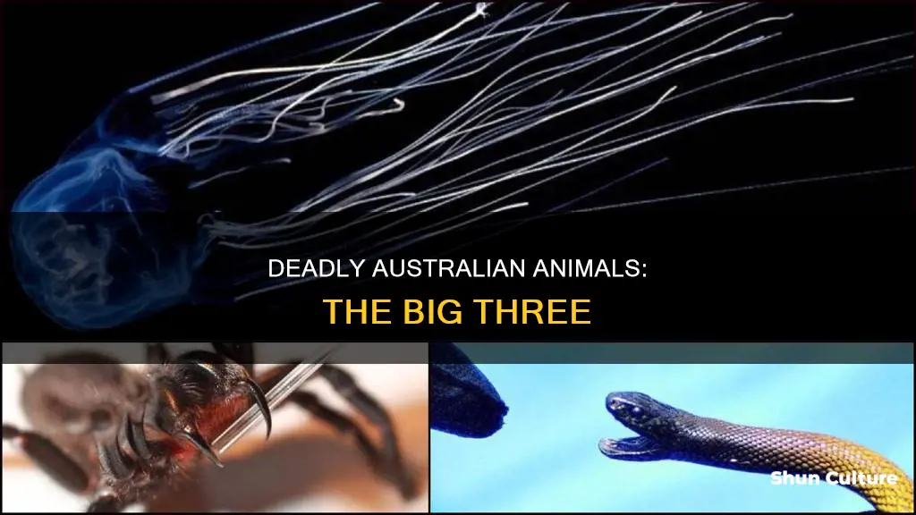 what are australia