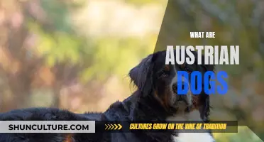 Austrian Dog Breeds: Unique and Loyal Companions