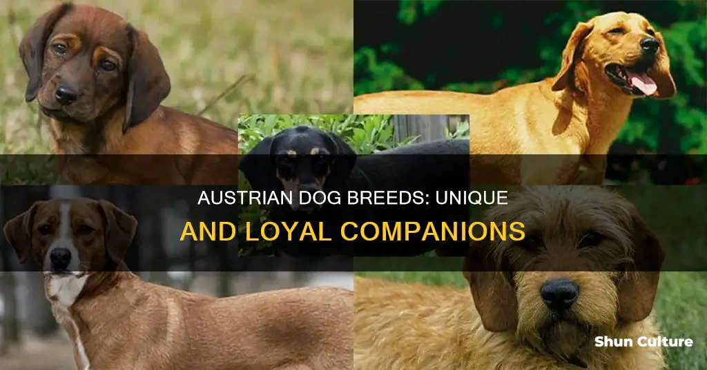 what are austrian dogs