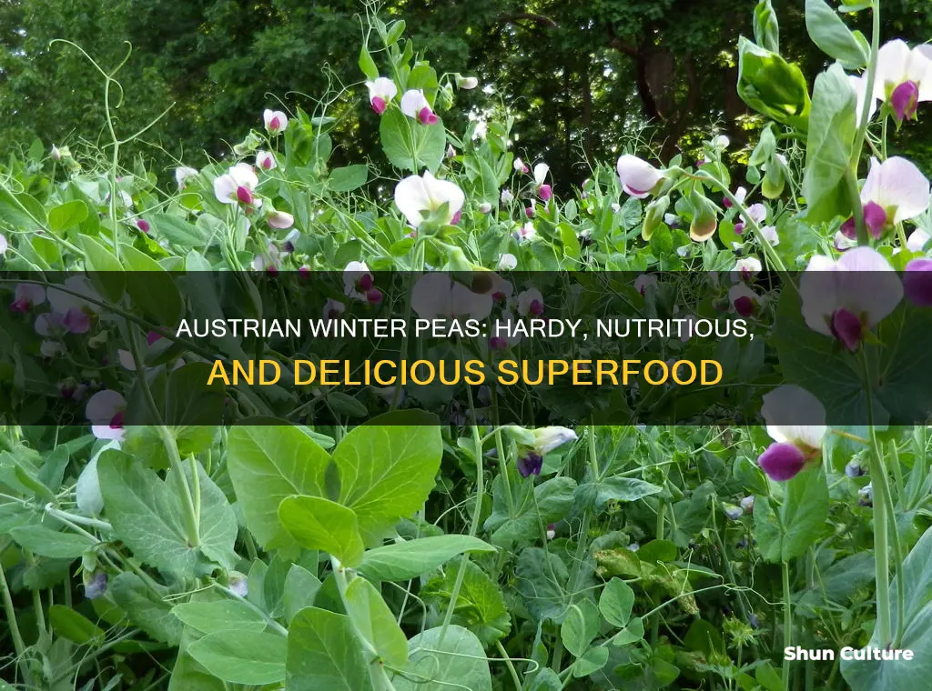 what are austrian winter peas