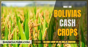 Bolivia's Agricultural Wealth: Exploring Cash Crops