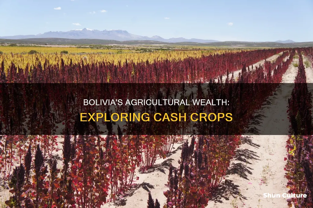 what are bolivias cash crops