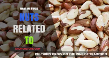 Brazil Nuts' Surprising Family Ties: Exploring Their Botanical Connections