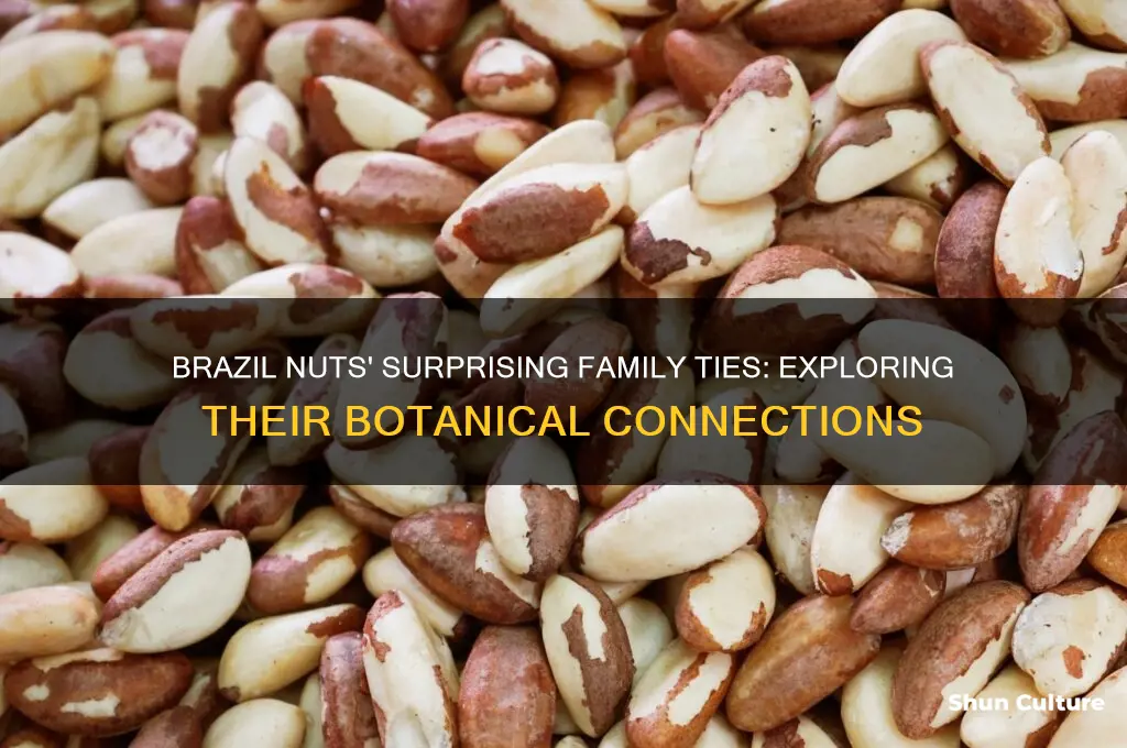 what are brazil nuts related to