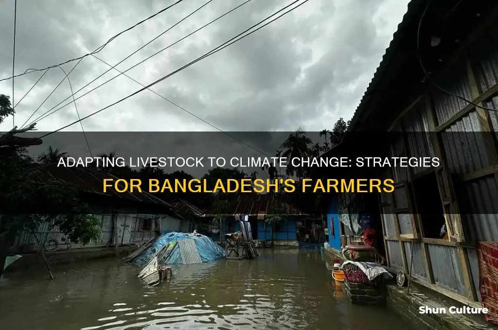 what are climate change adaptation strategies in livestock in bangladesh