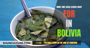 Exploring Coca Leaves' Cultural Significance in Bolivia