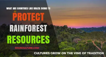 Brazil's Rainforest Conservation Efforts: Strategies to Protect Vital Resources