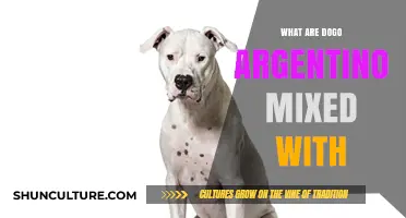 Exploring the Genetic Mix: What Breeds Combine to Create the Dogo Argentino?