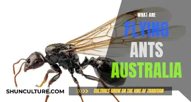Flying Ants: Australia's Aerial Ant Invasion