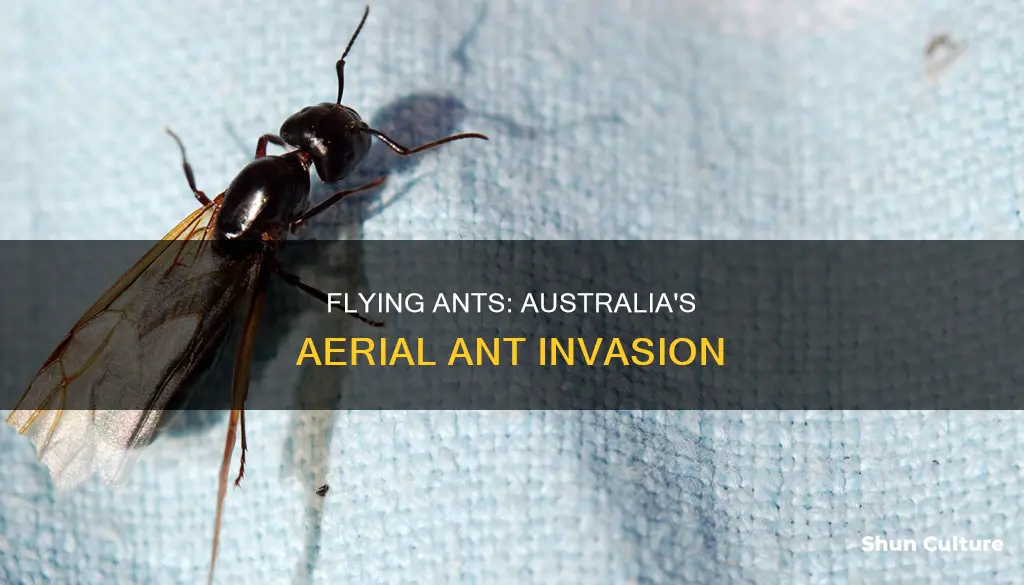 what are flying ants australia