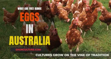 Free-Range Eggs: Australia's Happy Hens