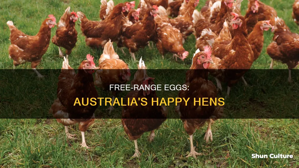 what are free-range eggs in australia
