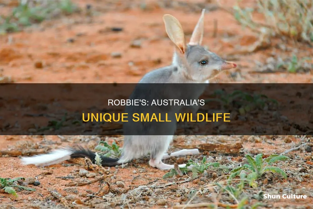 what are robbies in australia small animals