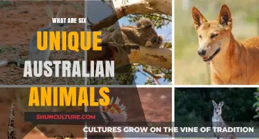Aussie Animals: Six Unique Creatures Down Under