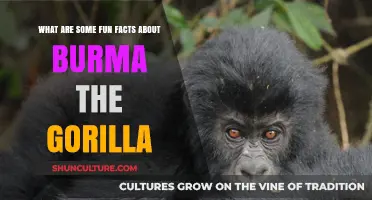 Discovering the Playful Side of Burma the Gorilla: Fun Facts Revealed