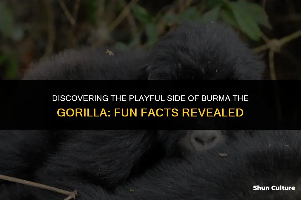 what are some fun facts about burma the gorilla
