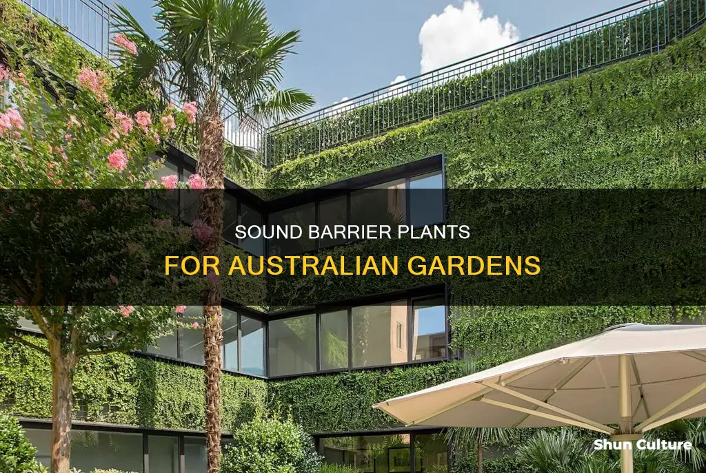 what are some good sound barrier plants australia