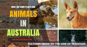 Australian Flora and Fauna: A Diverse Natural Wonder