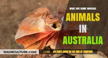 Unusual Aussie Animals: A Guide
