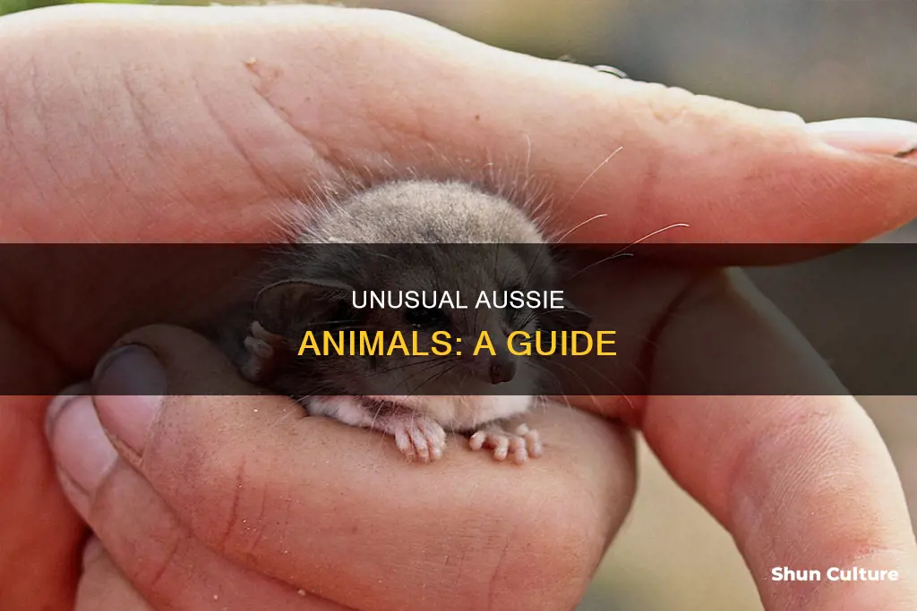 what are some unusual animals in australia
