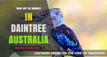 Exploring Daintree's Wildlife in Australia