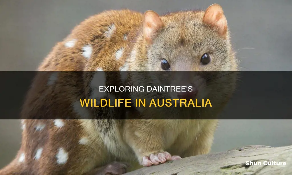 what are the animals in daintree australia