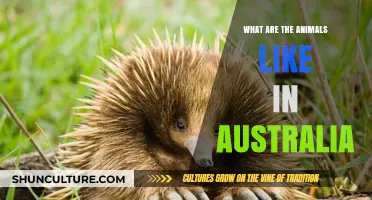 The Unique Wildlife of Australia