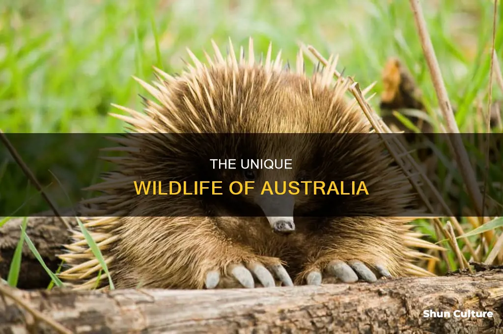 what are the animals like in australia