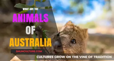 Exploring Australia's Unique Wildlife: Animals Down Under