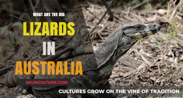 Big Lizards Down Under: Australia's Ancient Reptiles