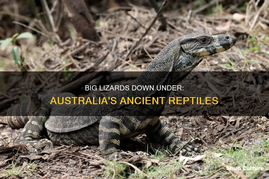 what are the big lizards in australia