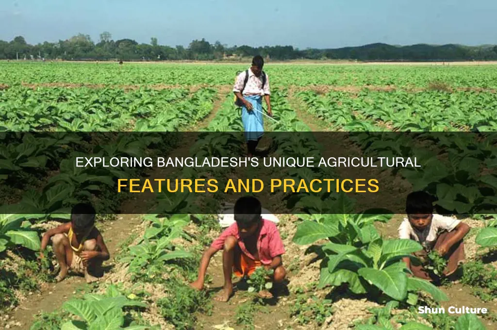 what are the characteristics of agriculture in bangladesh