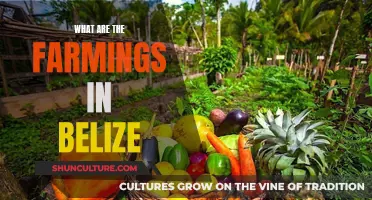 Belize's Agricultural Landscape: Exploring the Country's Diverse Farming Practices