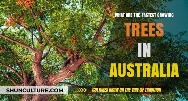 Discover Australia's Fastest-Growing Native Tree Species