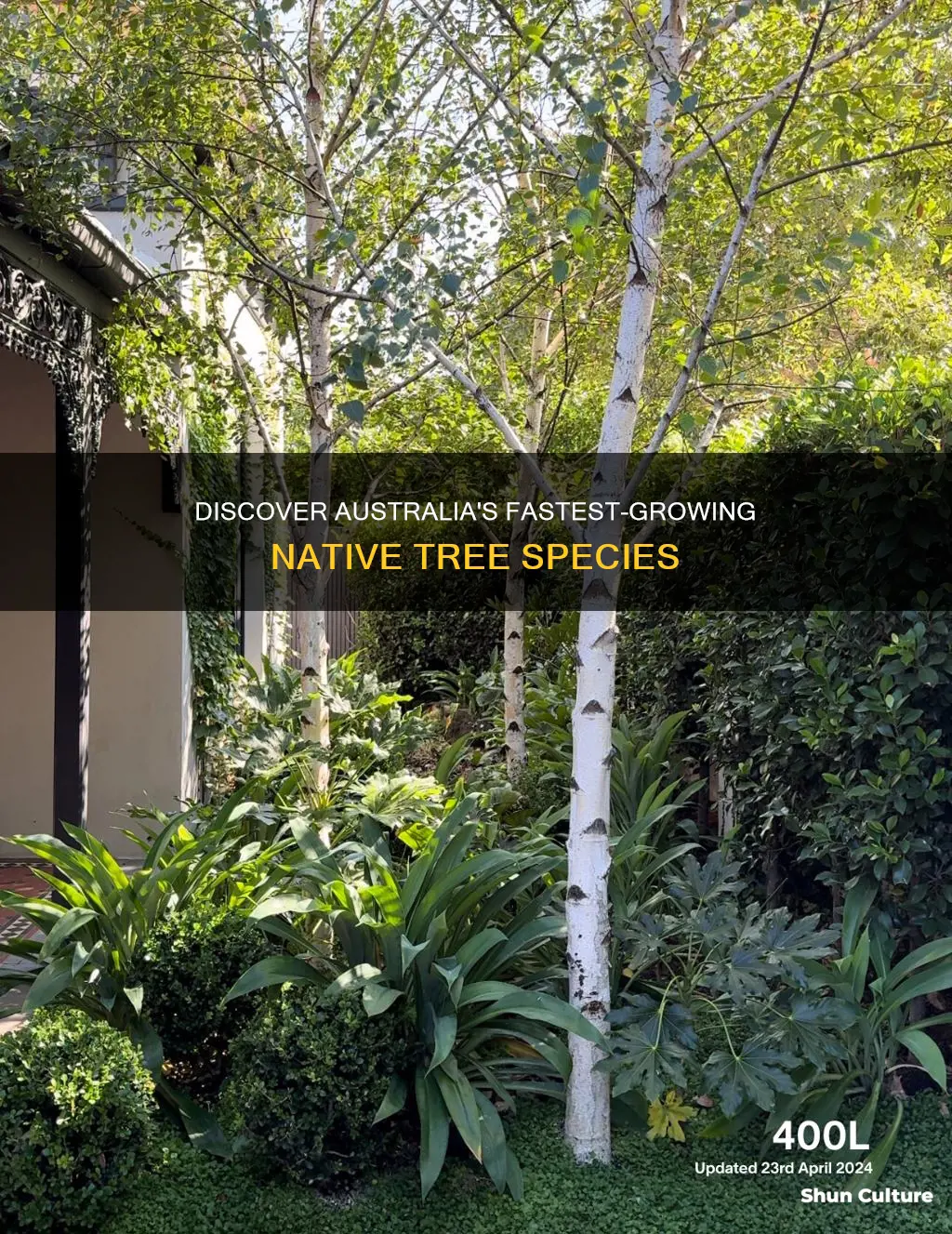 what are the fastest growing trees in australia