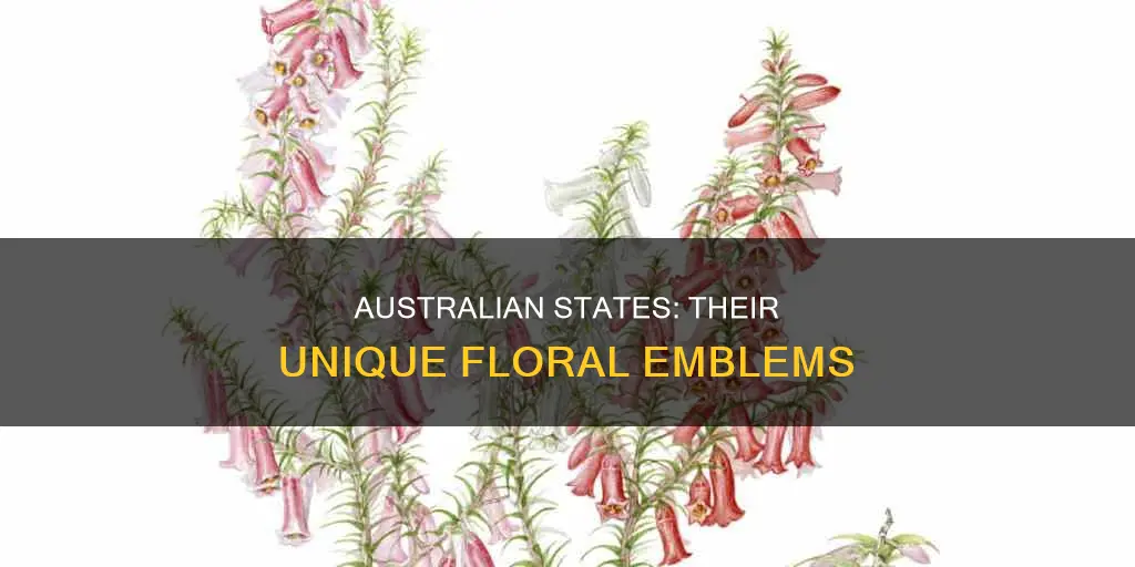 what are the floral emblems of australian states