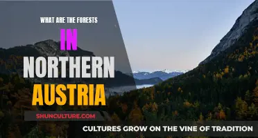 Exploring Austria's Northern Forests