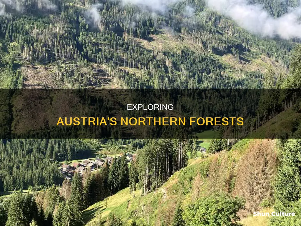 what are the forests in northern austria