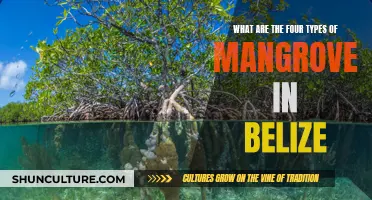 Mangrove Diversity in Belize: Unveiling the Four Unique Species