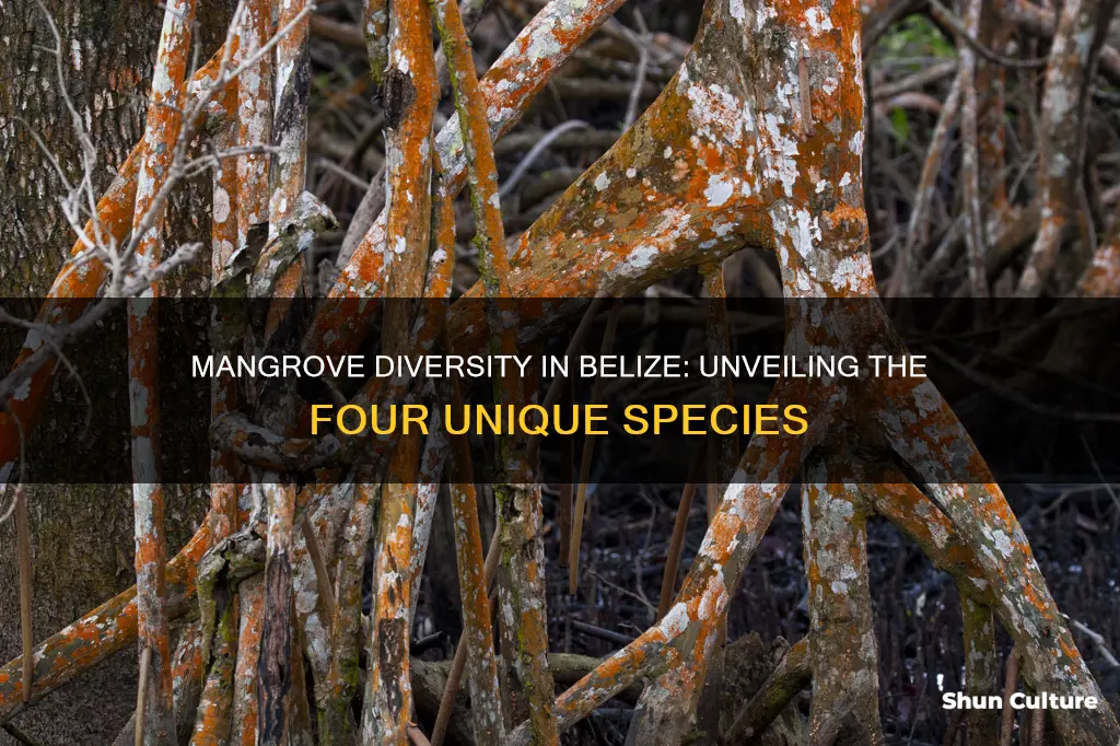 what are the four types of mangroves in belize