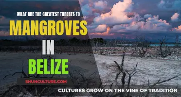 The Battle for Belize's Mangroves: Understanding the Threats